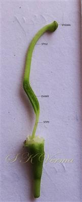  Pistil